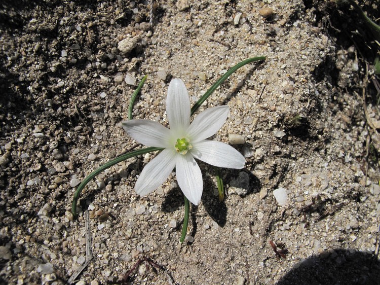 Ornithogalum exscapum